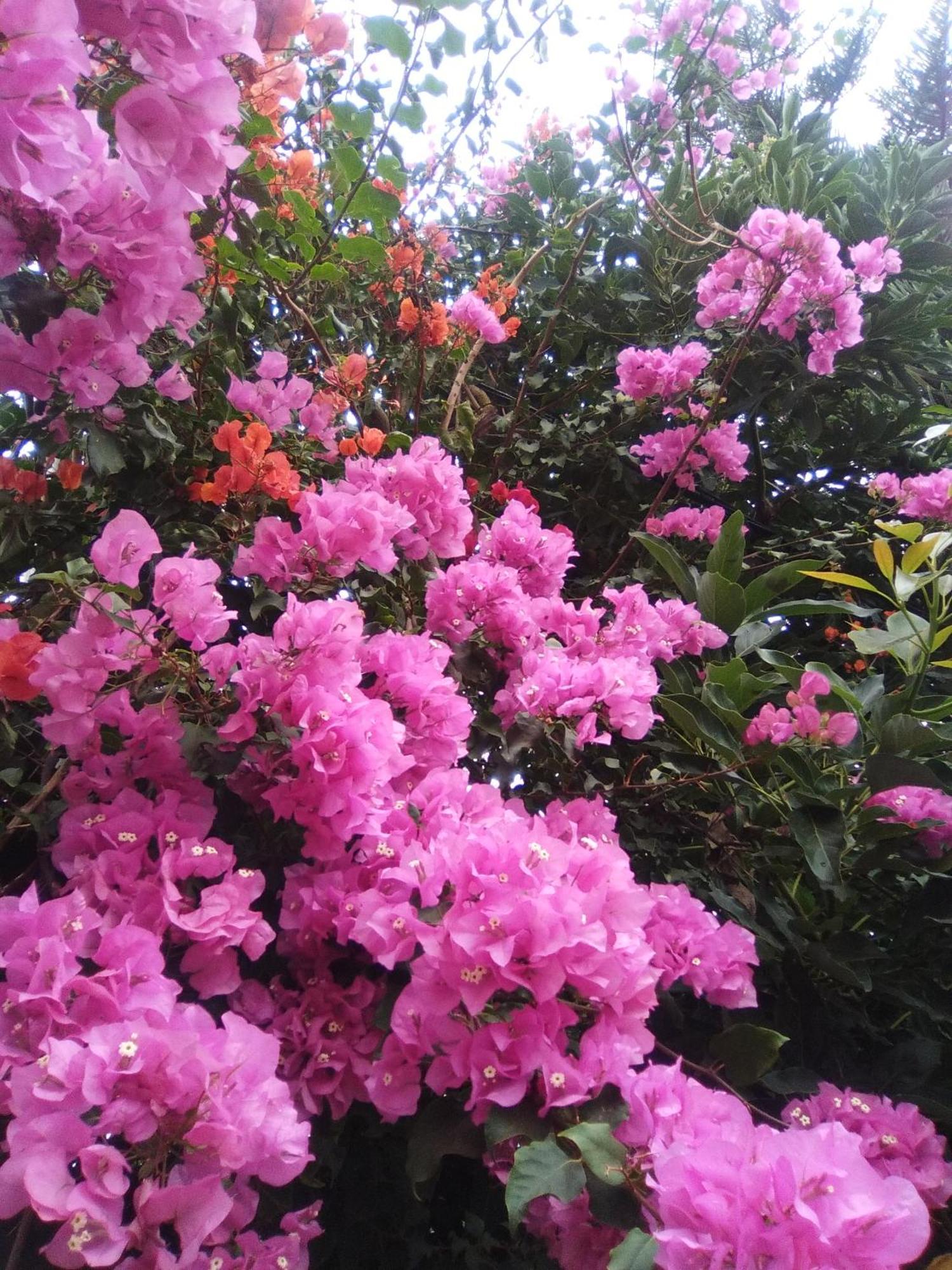 Mar De Flores Vega de San Mateo Exterior photo